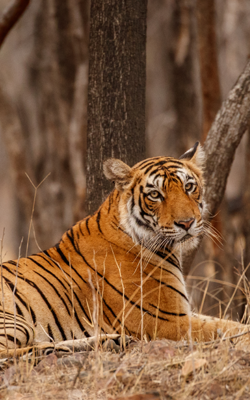 Ranthambore National Park Sawai Madhopur