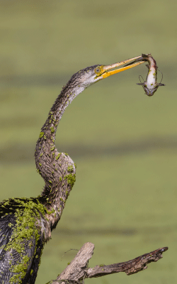 Keoladeo National Park Bharatpur